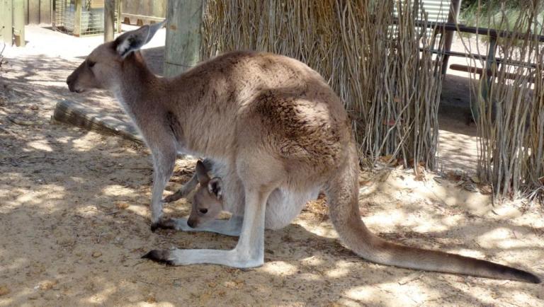 Känguru